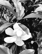 Flower by David Gates