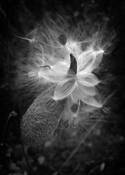 Milkweed by Richard Karp