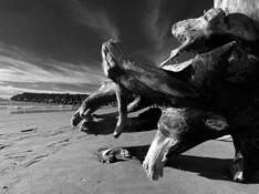 Prehistoric Formation by Jenny DeVine