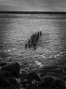 Godzilla by Jenny DeVine