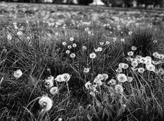 Beauty by the Bunch by Marty Petty