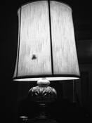 Moth by Jennifer Walker