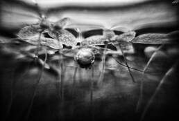 Floating Plants by Jennifer Walker
