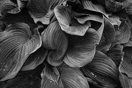 Variegated Hosta by Marc Sheridan
