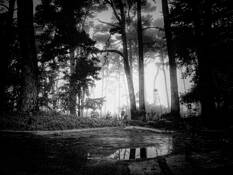 Ocean Pines After the Rain by Eduardo Fujii
