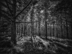Huckleberry Hill by Eduardo Fujii