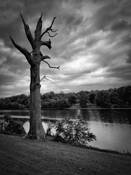 Still Standing by Jeanette Serrat