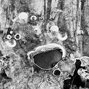 Thaw by Mary Jane Tenerelli