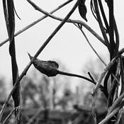 Vine by Mary Jane Tenerelli