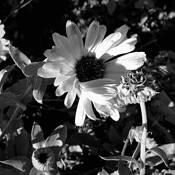Light by Mary Jane Tenerelli