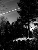Night Sky With Forsythia by Mary Jane Tenerelli