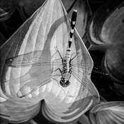 Dragonfly by Kimberly Vance