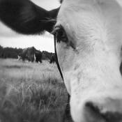 Cow by Kimberly Vance