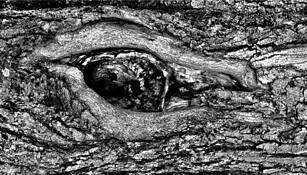 Alligator Tree MD 2021 by Jerry Eisner