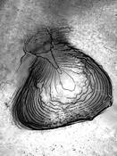 CarmelizedSugar MD 2020 by Jerry Eisner