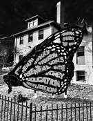 Butterfly of Life Wash DC 2020 by Jerry Eisner