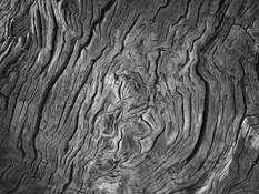 Old Wood by Dana Holt