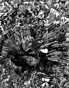 Stump End On by Peter Smyth