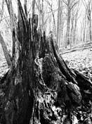 Hillside Stump by Peter Smyth