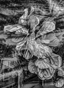 Fig Tree Abstraction by Jerry Kay