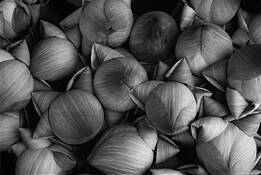 Lotus Buds by Pamela Walter