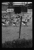 Fois Gras by Pamela Walter