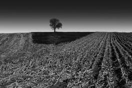 Solitary Tree by William R. West, Jr.