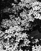 CP Flowers by James Manfredonia