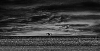 Solitary Horse by William R. West, Jr.