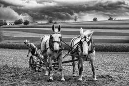 Amish Farmer & Storm Sky by William R. West, Jr.