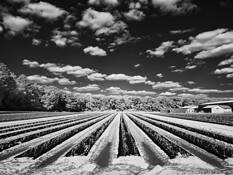 Infrared Farm Rows by William R. West, Jr.