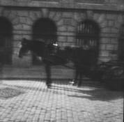 The Horse by Nadja Tobias