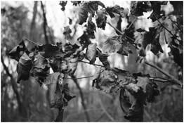 Branch in Winter by Gary Matson