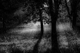 Tree by Robert J. Anderson