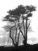 California Pines in Fog by Samuel Vovsi