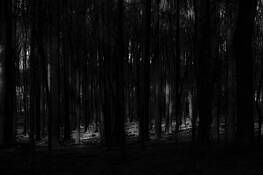 Light Moves by Rick Menapace