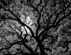 Bent Oak at Midnight by Guy Llewellyn
