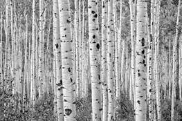 Among the Aspens by John Diephouse