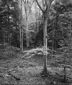 Tree Fall by Charles Pere