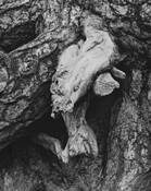 Tree Detail 5 by Charles Pere