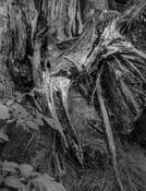 Stump and Roots by Abigail Gossage