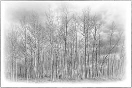 Aspens Along the Highway by Tony Williams