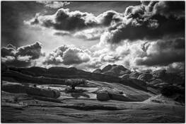 Lone Tree by Tony Williams