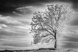 Rays of Hope by Pratibha Reddy