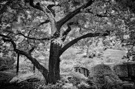 Garden Dream by Ralph Baskin