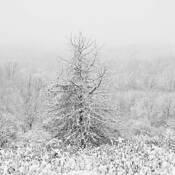 Winter Coat by Greg Miller