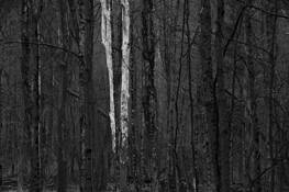 American Sycamore by Greg Miller