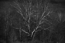 American Sycamore by Greg Miller
