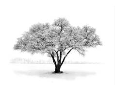 White Rime by Kirk Lamb