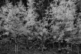 Pointillistic Aspens by Denise Bush